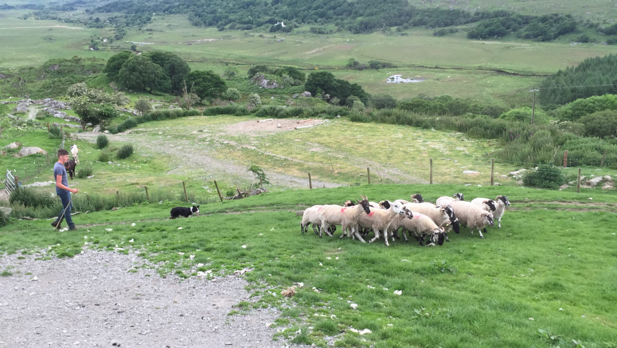 kissane sheep farm sheep dog ireland with kids