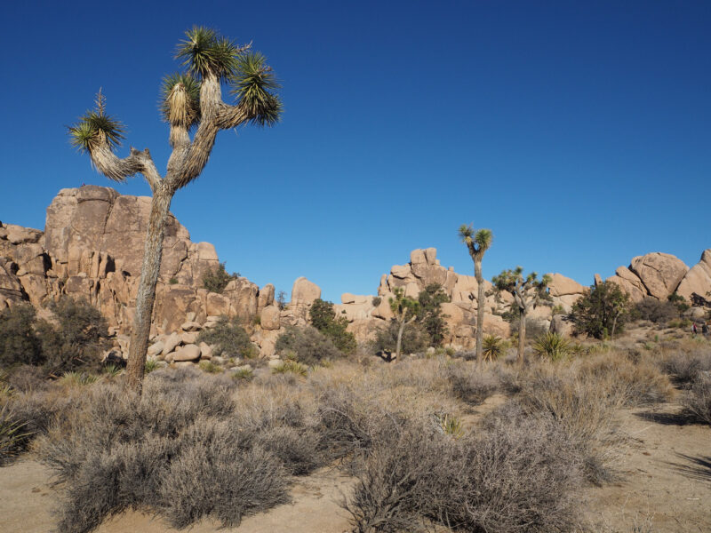 Joshua tree with kids