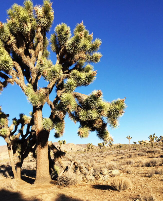 Joshua Tree National Park