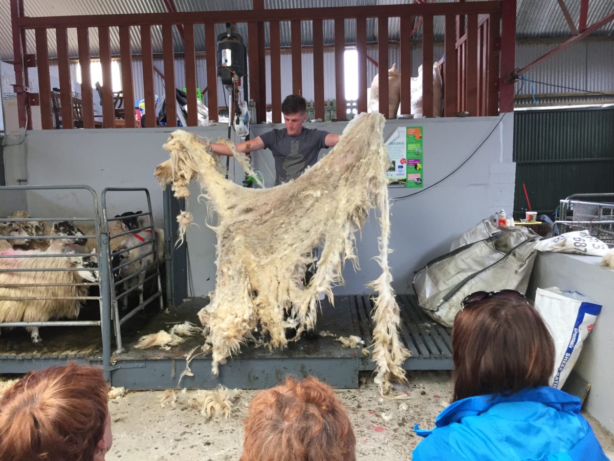 sheep shearing in ireland