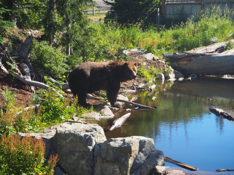 Breakfast with the bears on Grouse Mountain, Vancouver