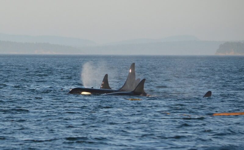 whale watching in Vancouver