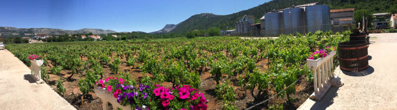 Plavac Mali grape vines at a Peljesac Peninsula winery making wonderful Croatian dingac wine