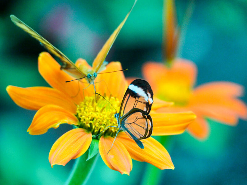 glasswinged butterfly