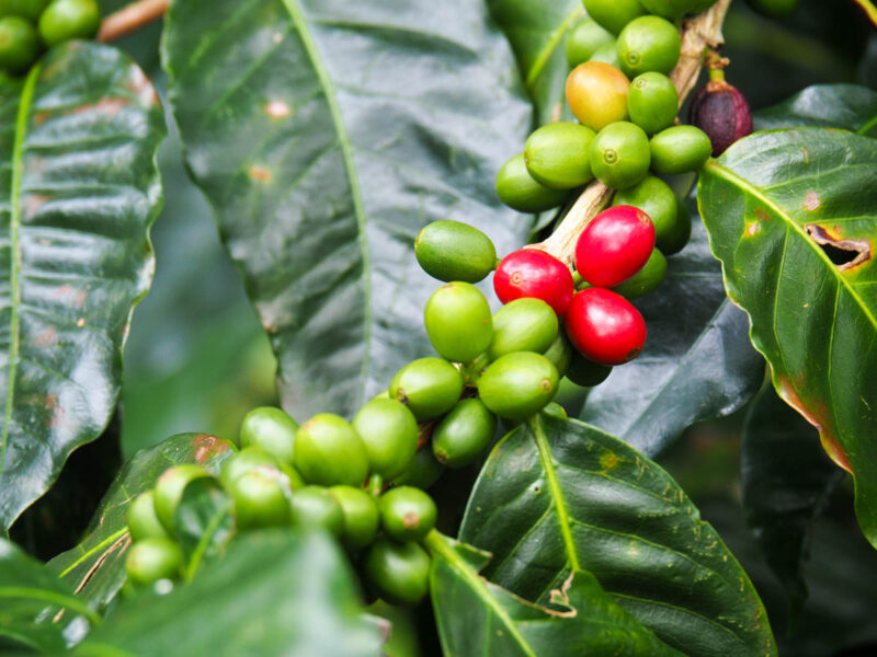 boquete panama coffee farm