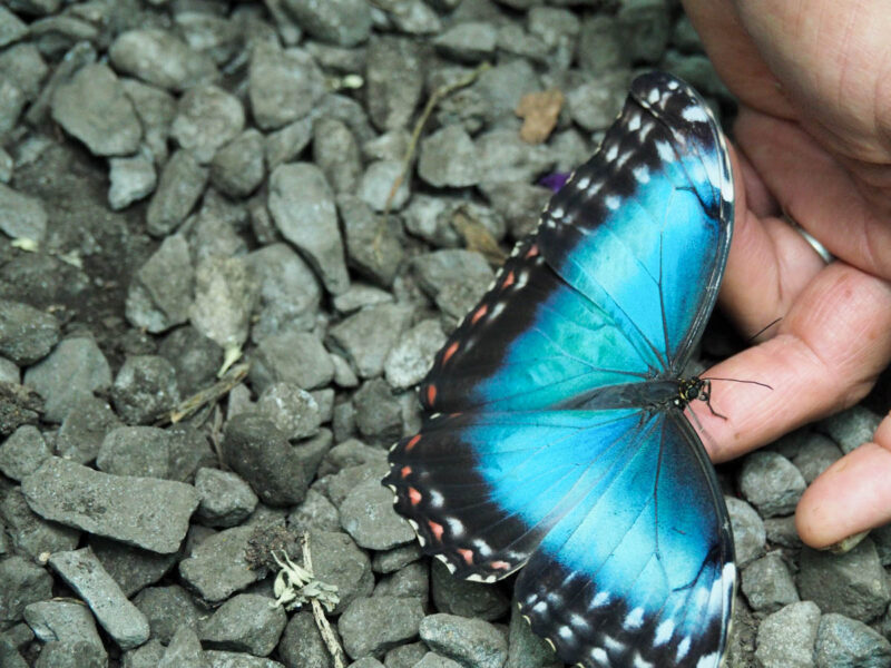 blue morpho butterfly