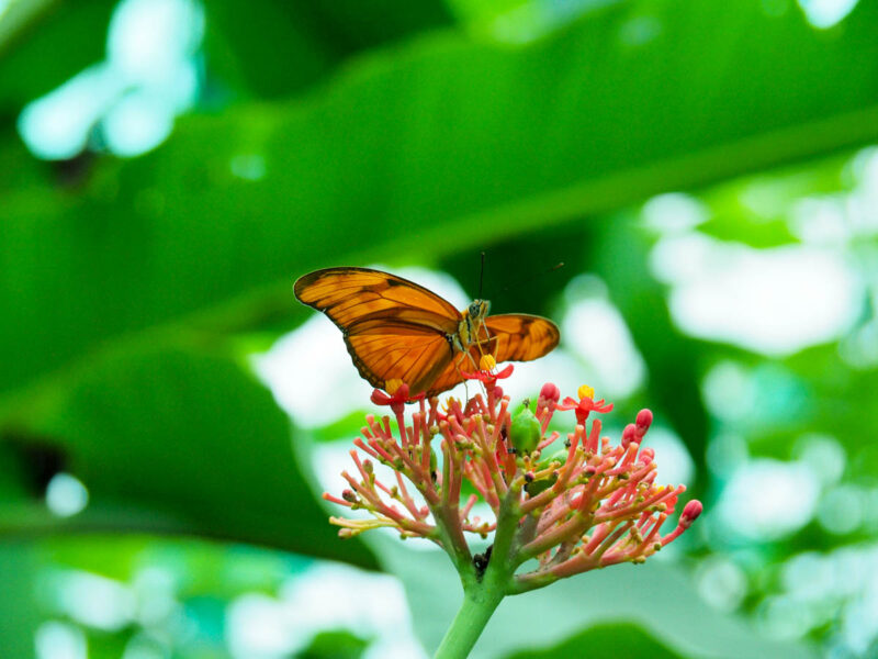 boquete panama butterfly garden