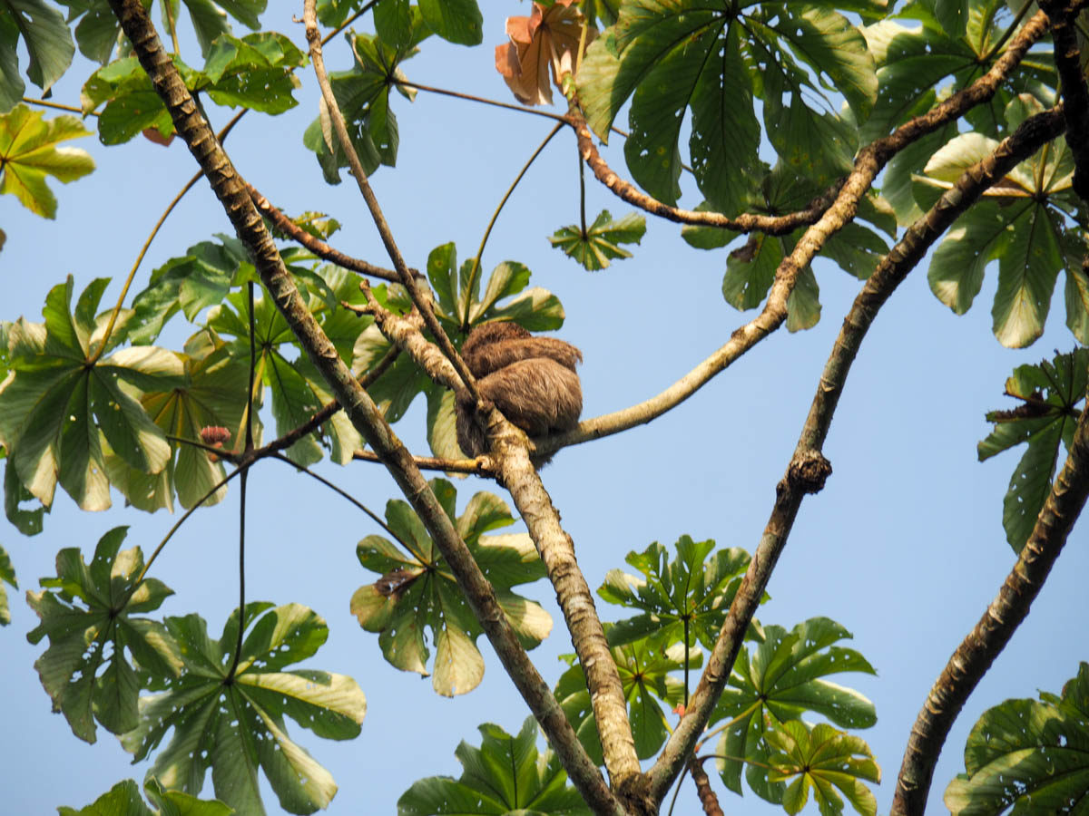 Sleepy sloths on the Gamboa Rainforest Tour 