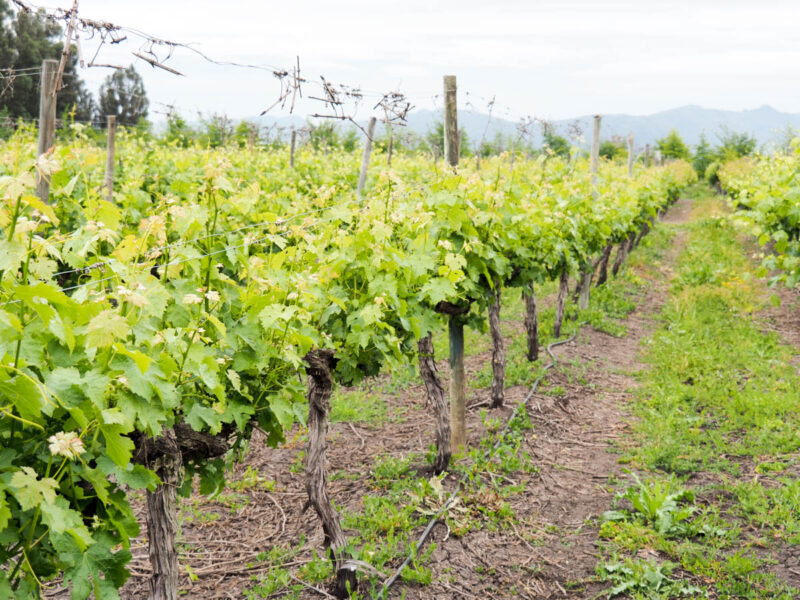 vino montgras colchagua valley chile