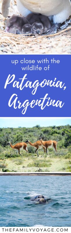 Are you trying to decide where to go in Argentina? Make sure to visit Puerto Madryn in northern Patagonia for an amazing wildlife tour! If you're wondering where to see penguins, this tour takes you to UNESCO Heritage Site Estancia San Lorenzo (even better than Punta Tombo!). You'll go whale watching, eat at a traditional estancia, walk with penguins and more in just one day. #Argentina #Patagonia #PuertoMadryn #wildlife #animals #travel