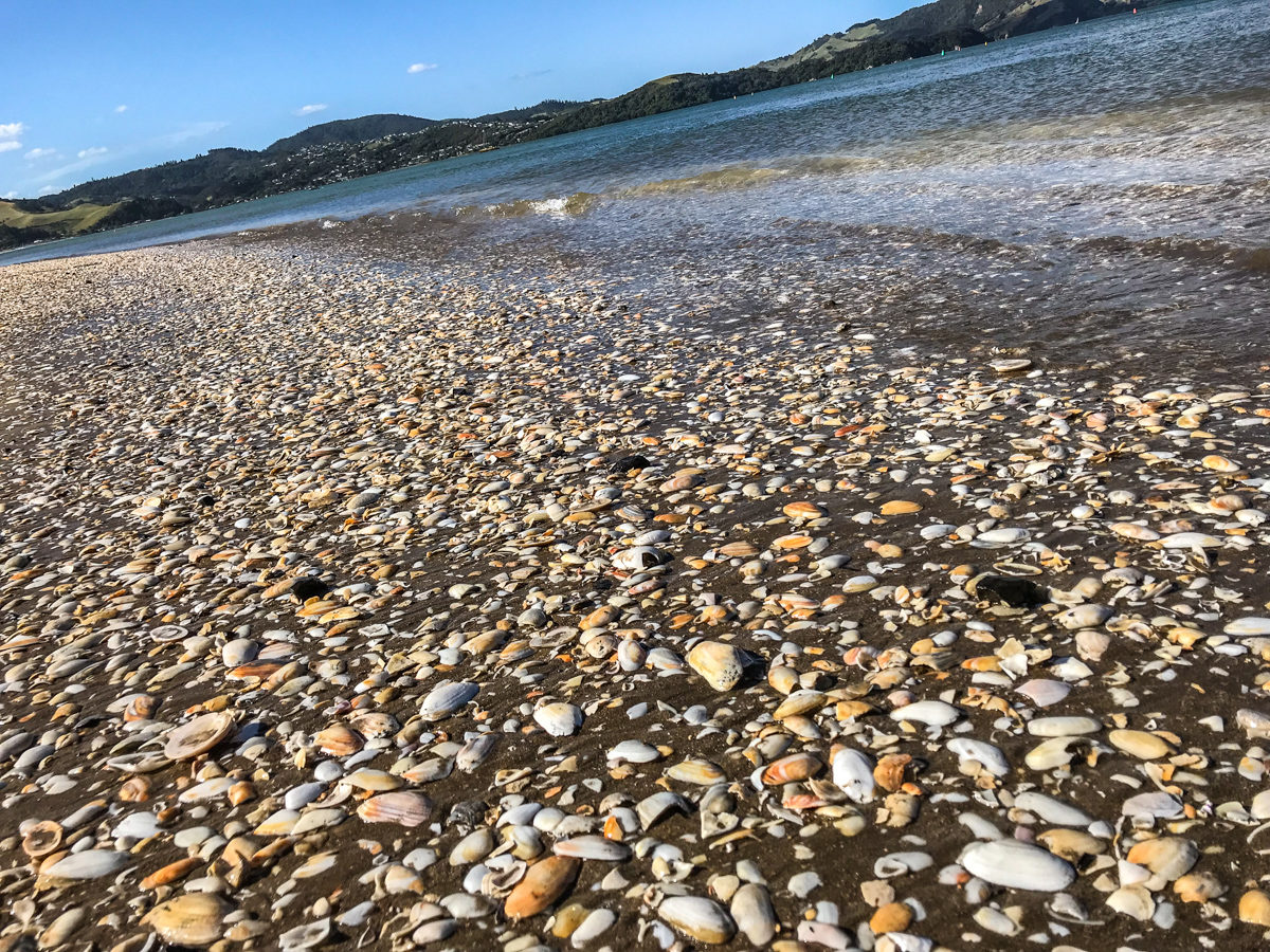 Whitianga Beach New Zealand