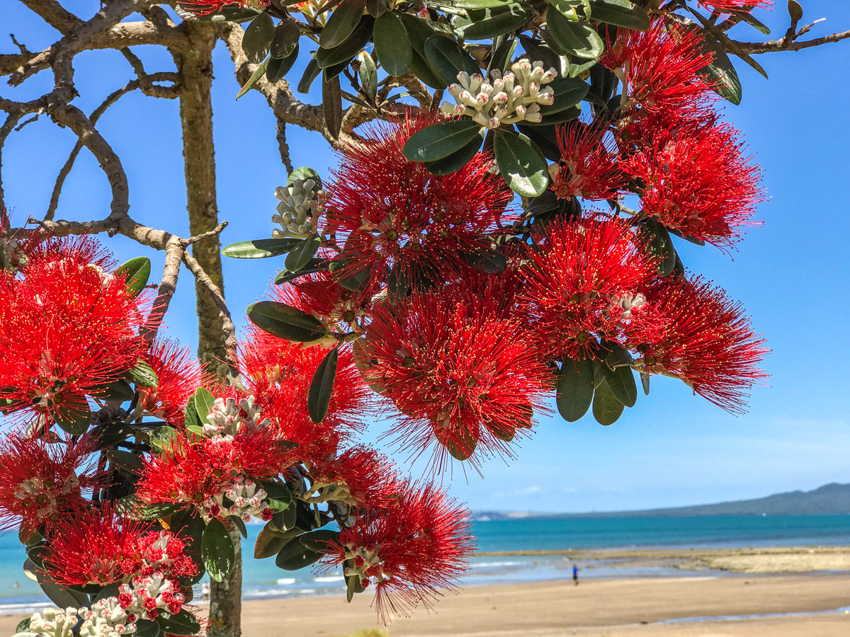 New Zealand Christmas Tree in foreground, South Island New Zealand beach in background