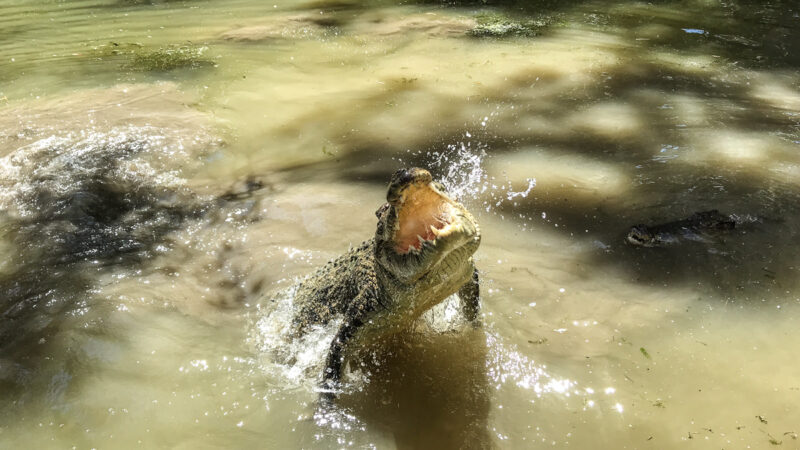 Hartley's Crocodile Adventures 