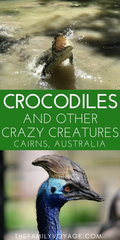 Australia is home of some of the world's most unique creatures. Want to see (almost) all of the famous Australian animals in one place? Check out Hartley's Crocodile Adventures, one of the best things to do in Cairns (and also accessible from Port Douglas and the rest of Far North Queensland). You'll see crocodiles, koalas, cassowaries and more! #Australia #Queensland #Cairns #PortDouglas #travel #familytravel