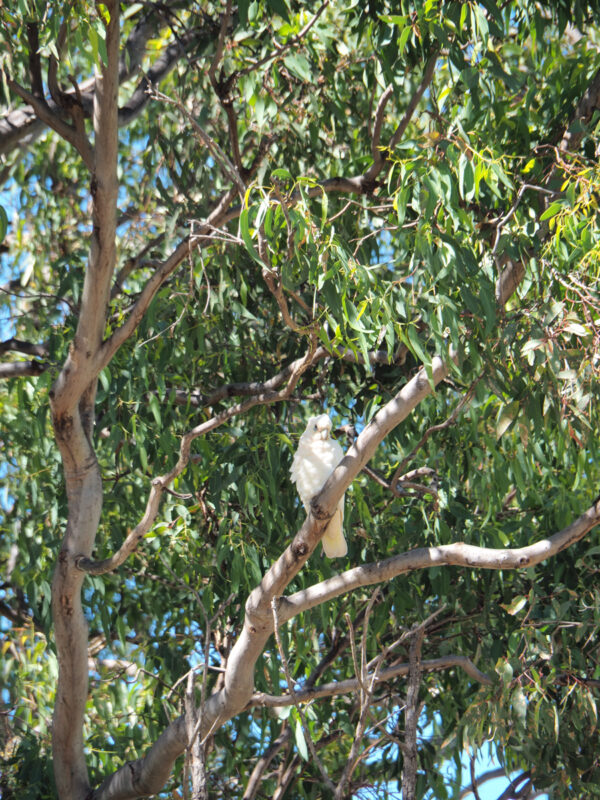 cockatoo