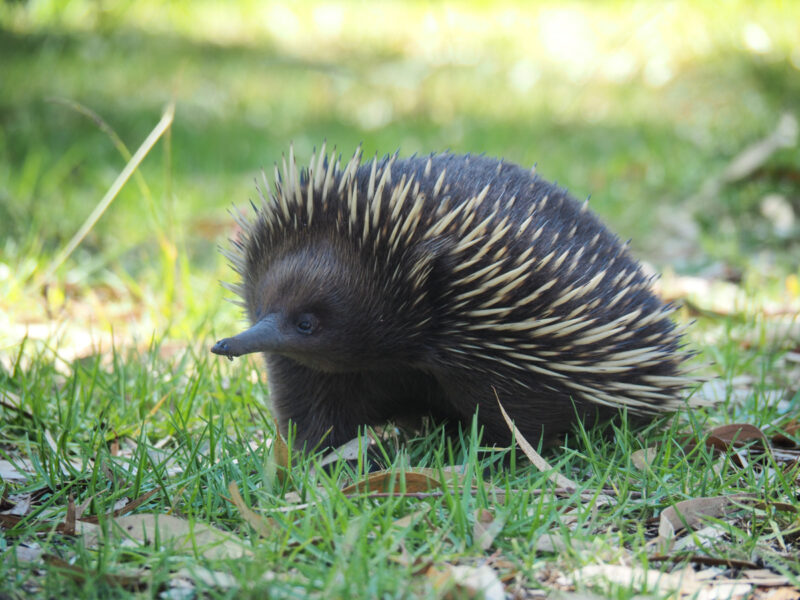 echidna