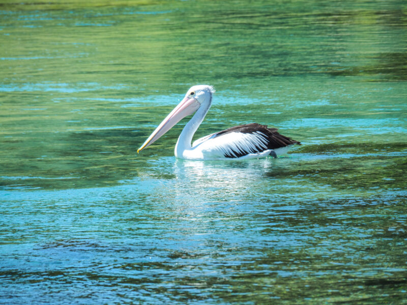 road trip melbourne to narooma