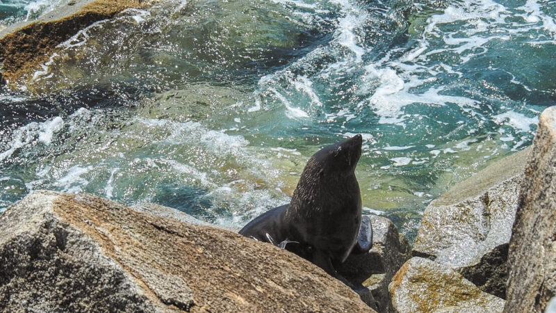 Montague Island fur seals