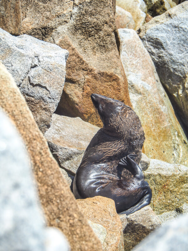 Narooma - where to see fur seals