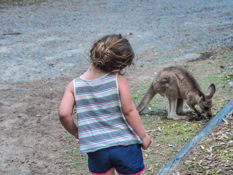 where to see wild kangaroos