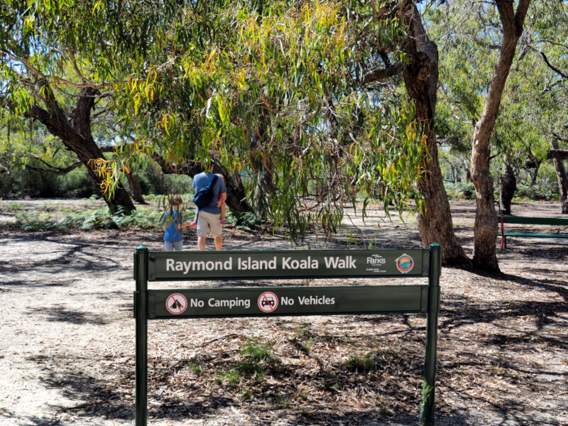 Raymond Island koala trail