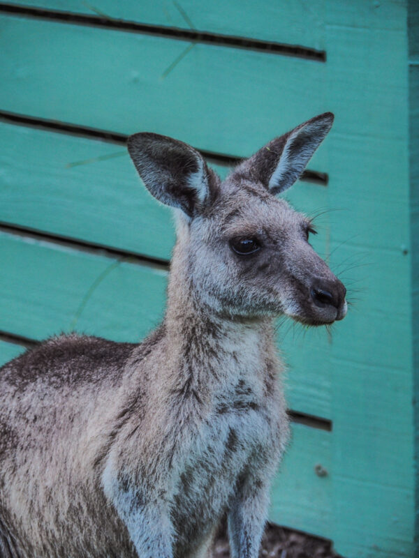 eastern gray kangaroos