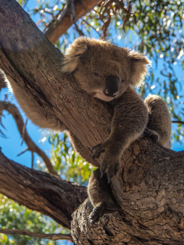 cute koala pictures