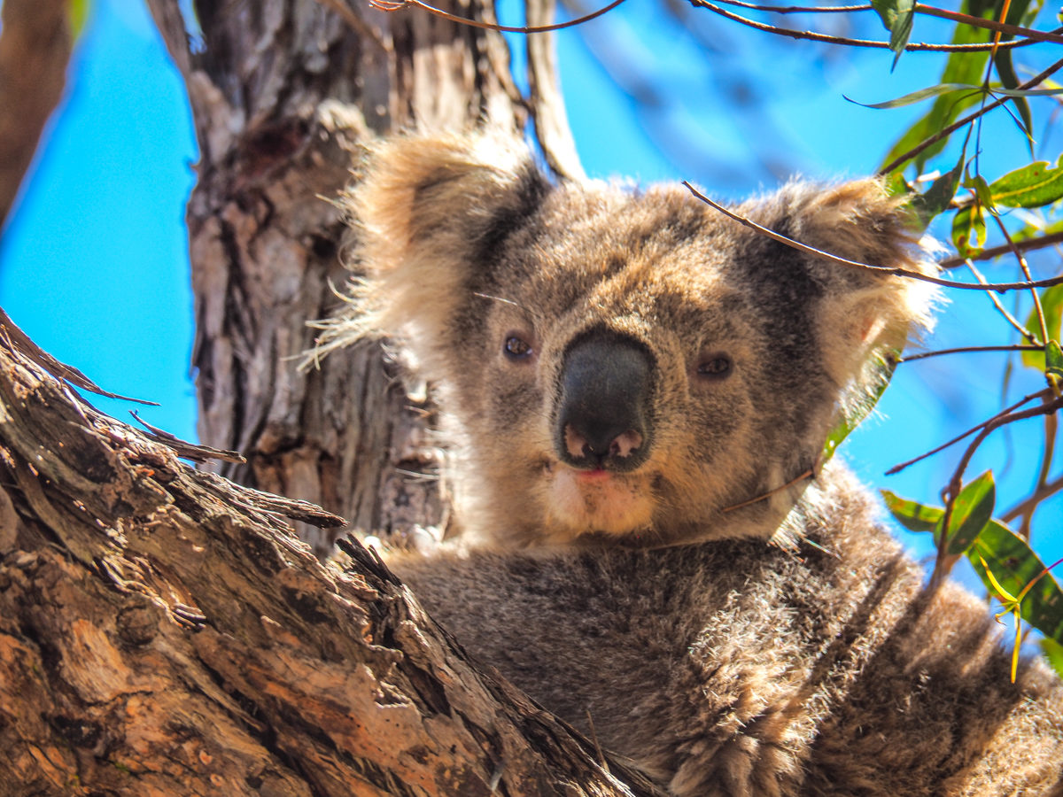 koala nestled in a tree on Raymond Island, Gippsland, Victoria Australia; where to see koalas in australia