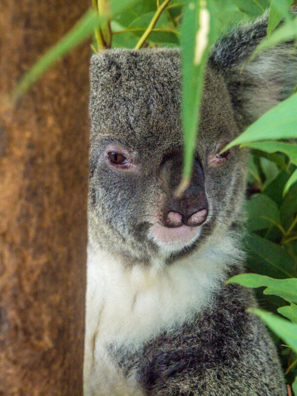 koala photos