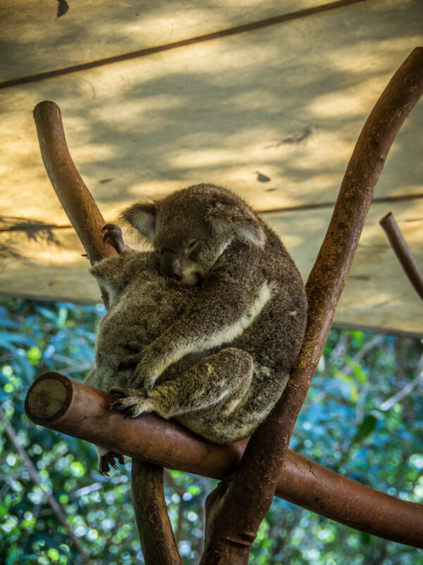 koala cuddle