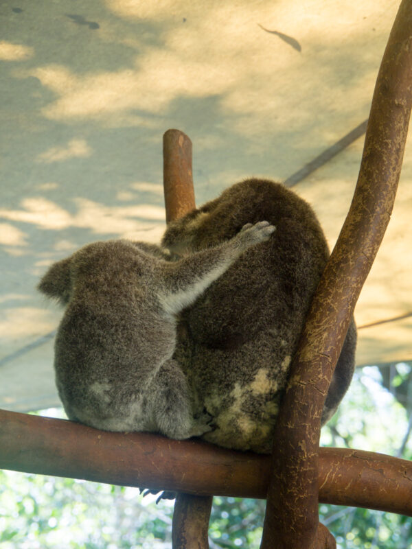 koalas cuddling