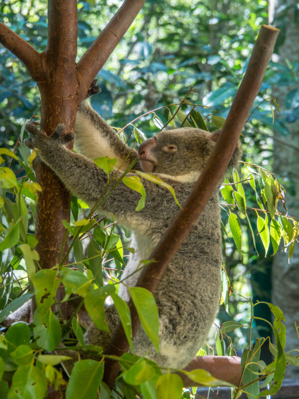 koala photos