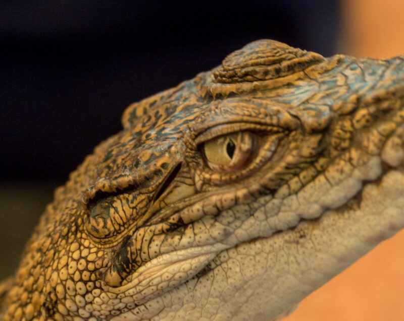 baby crocodile pictures