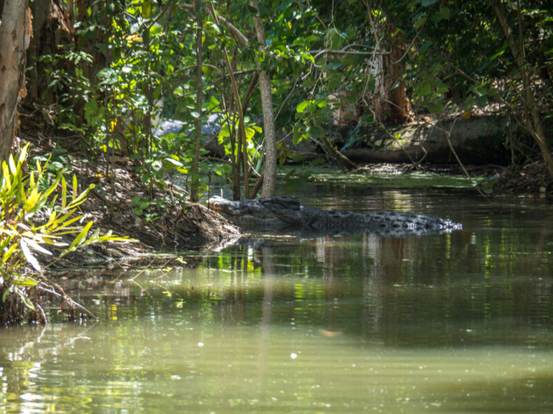 Cairns crocodile park