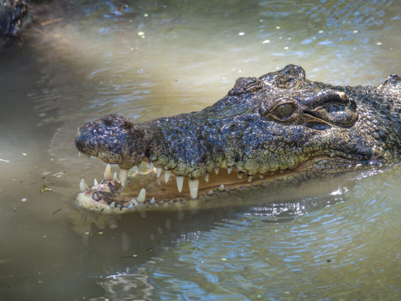 Cairns crocodile tour