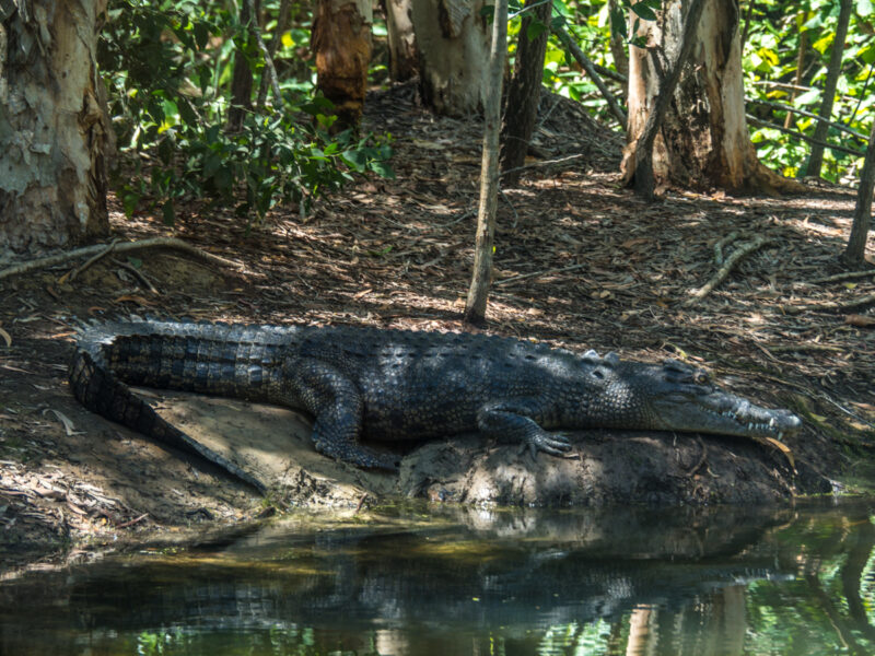 crocodile tour cairns