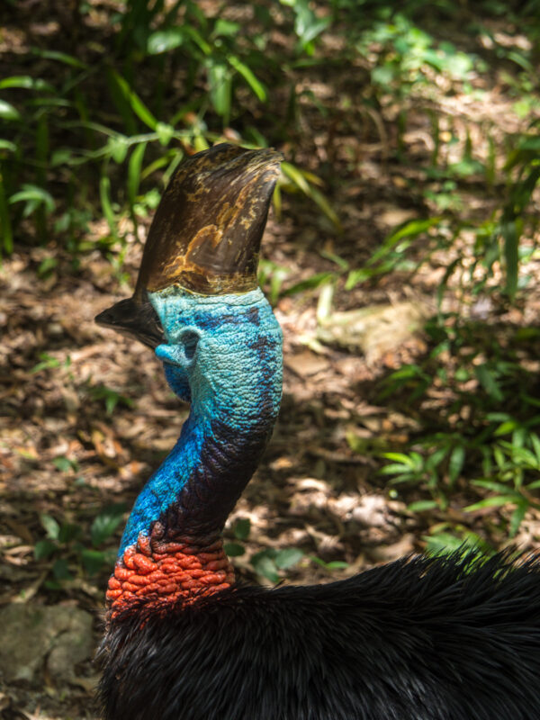 Cassowary: a flightless Australian bird