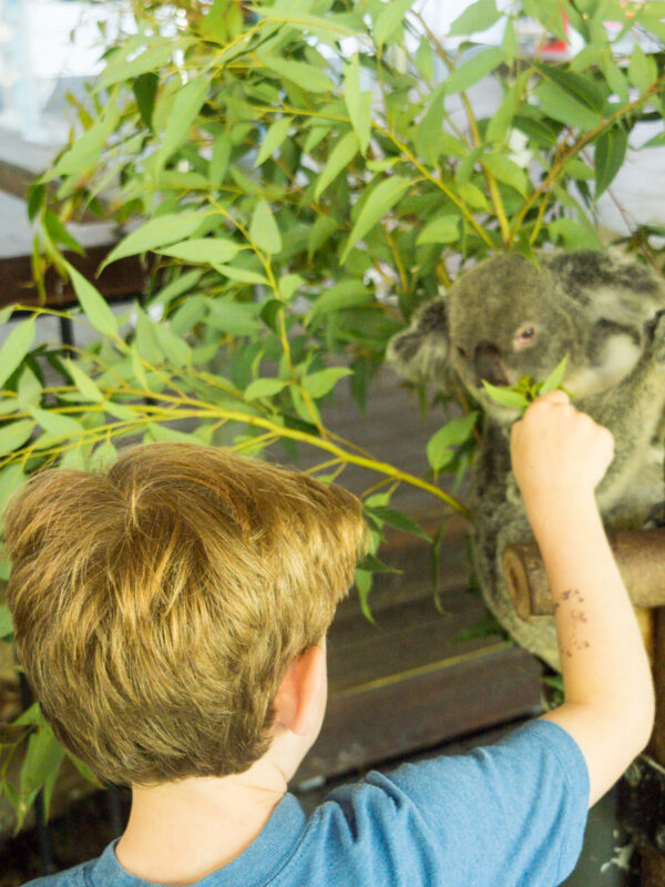 koala encounter