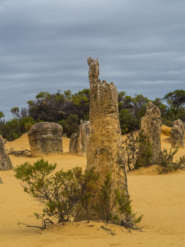 pinnacles perth tour