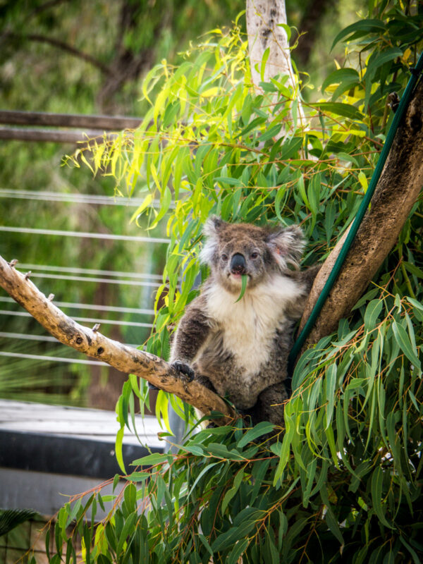 where to see koalas in western australia: yanchep national park