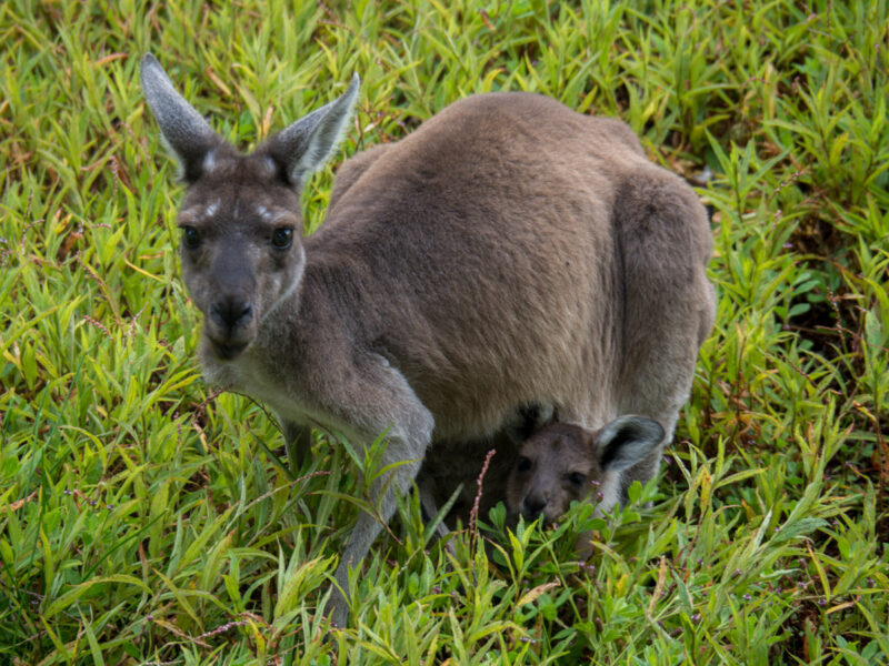 kangaroo with joey in yanchep national park