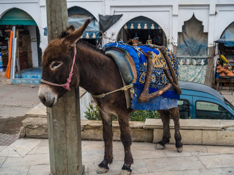 independent travel morocco