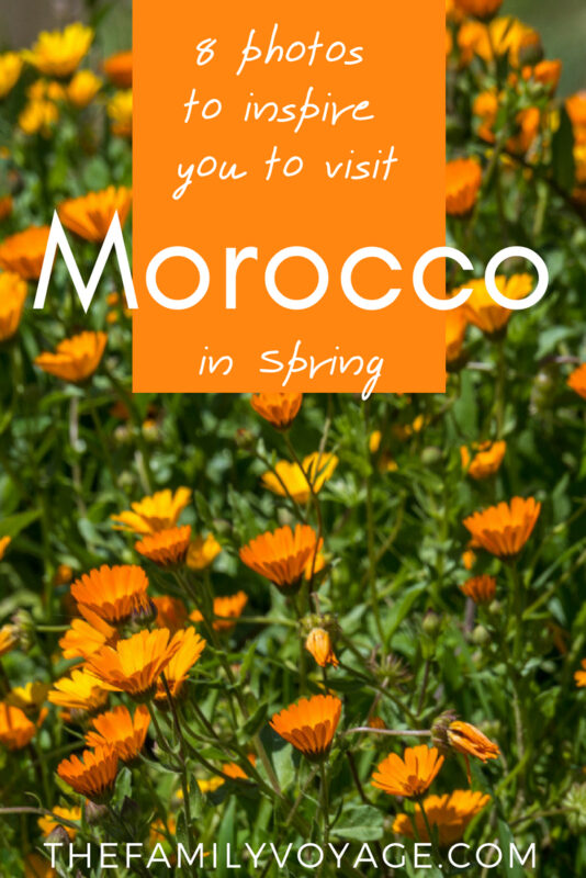 If you're considering visiting Morocco, don't book your flights until you SEE THESE PHOTOS! We promise, you'll be convinced to make the trip for spring break next year. #Africa #Morocco #Marrakech #Fes #Essaouira #Volubilis