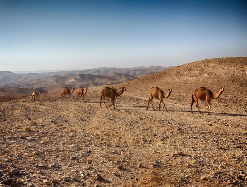 Camels in Israel. #camels #Israel #desert