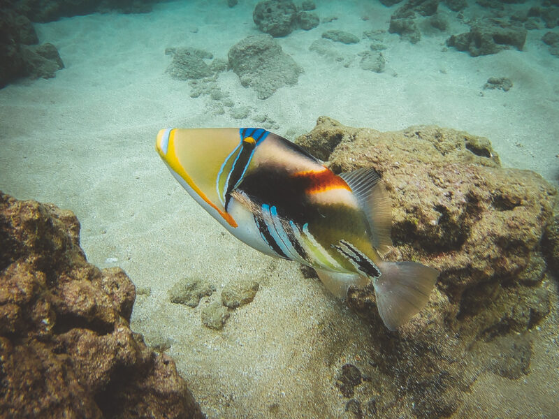 Check out this humuhumunukunukuapua'a we spotted when snorkeling in Hanauma Bay on Oahu! Great capture by the Akaso 4k action camera. #snorkeling #Hawaii #photography