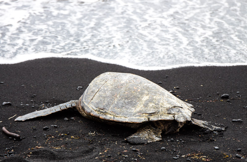 Hawaiian sea turtle on a black sand beach, Big Island, Hawaii