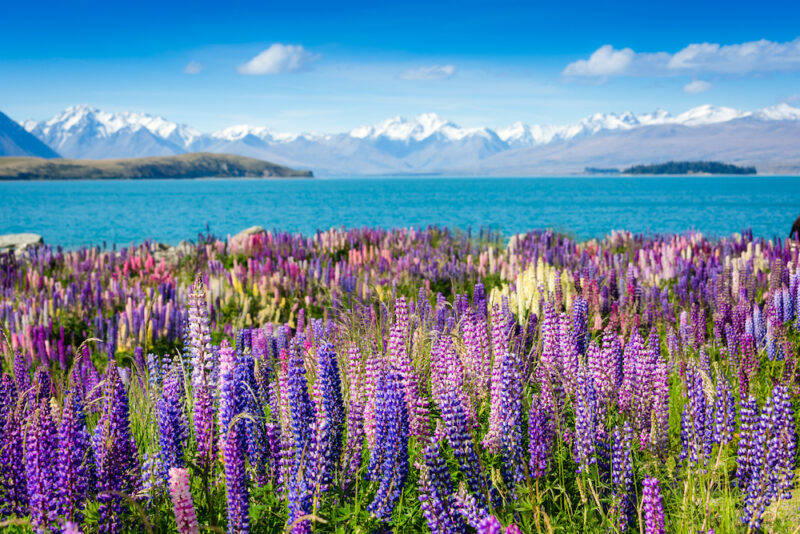 travel itinerary new zealand