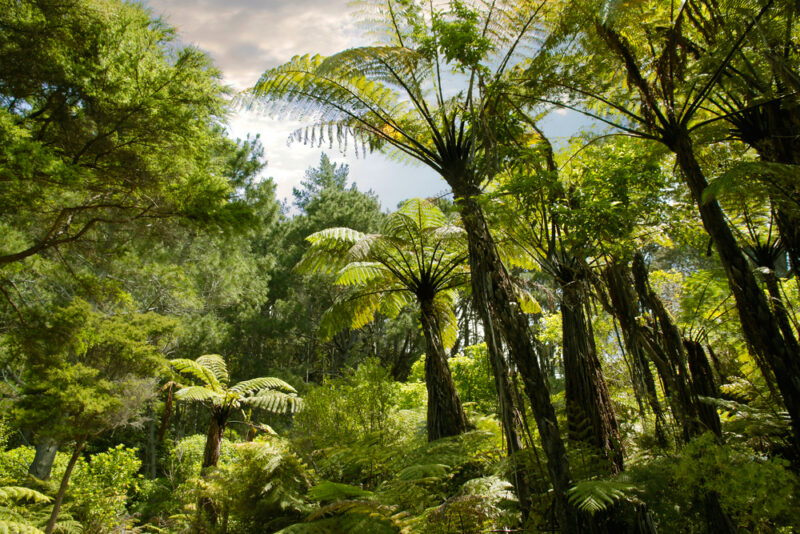 New Zealand rainforest on North Island