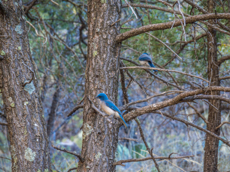 Mexican Jay bird perched on a tree branch in the woods at Big Bend National Park, Texas