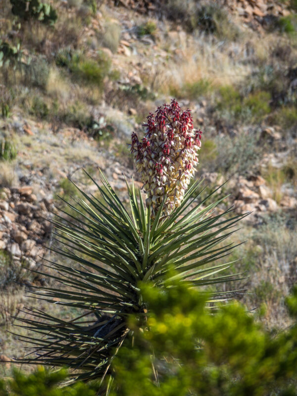 succulent with red blossoms in bloom in Texas desert